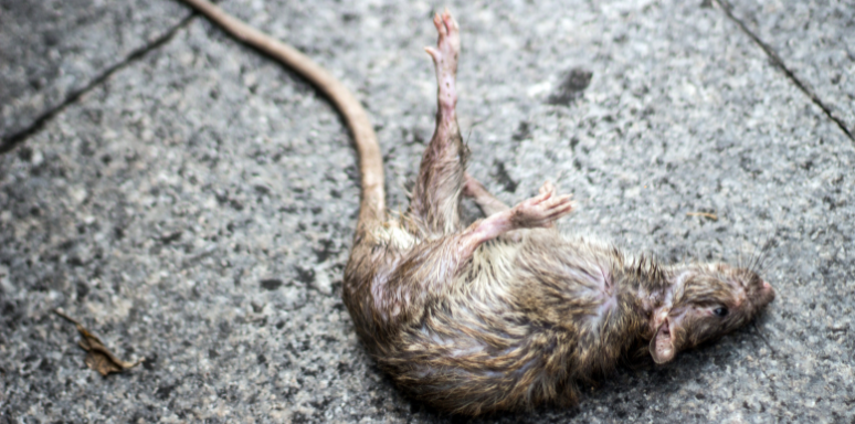 Dead Rodent Removal